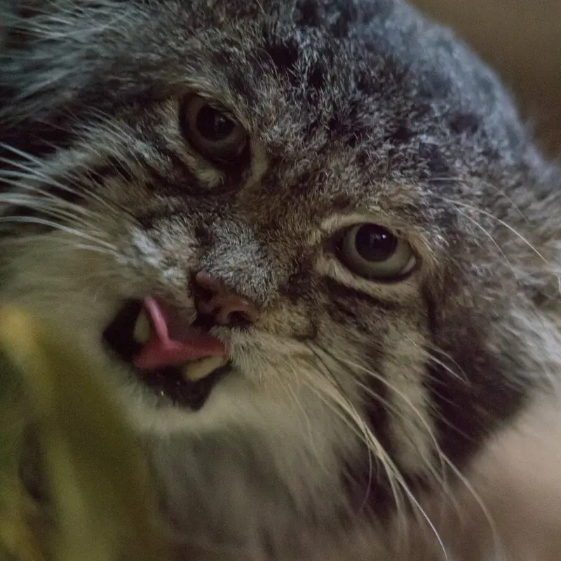 Фотография Клёна в Зоопарке Уено
