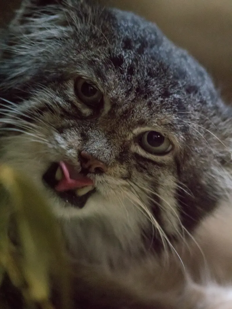 Фотография Клёна в Зоопарке Уено