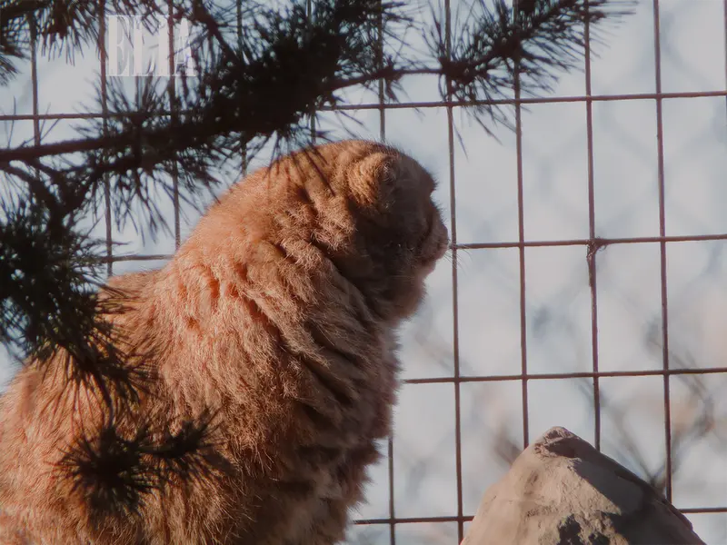 Фотография Олафа в Зоопарке Калгари / Институте Уайлдере