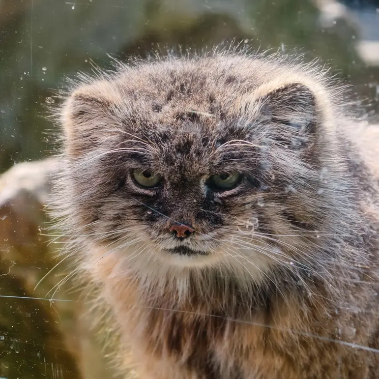 Фотография Паццо в Лодзинском Зоопарке