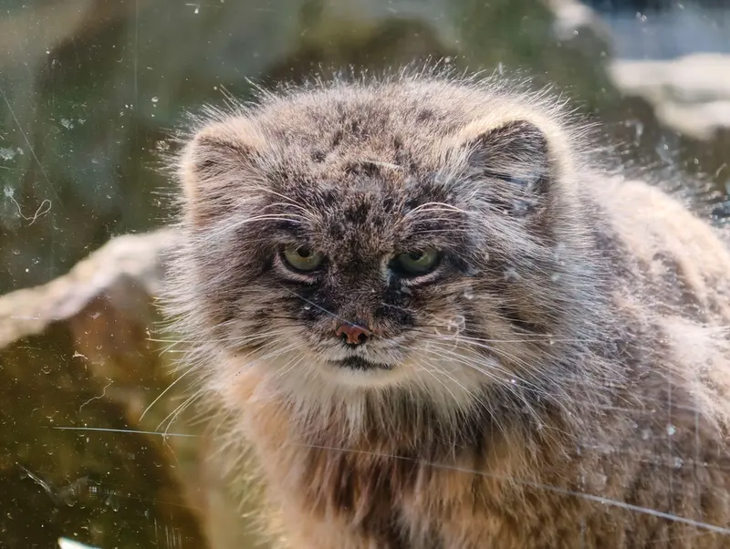 Фотография Паццо в Лодзинском Зоопарке