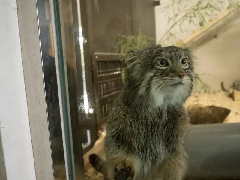 Фотография Фиги в Зоопарке Ногеяме