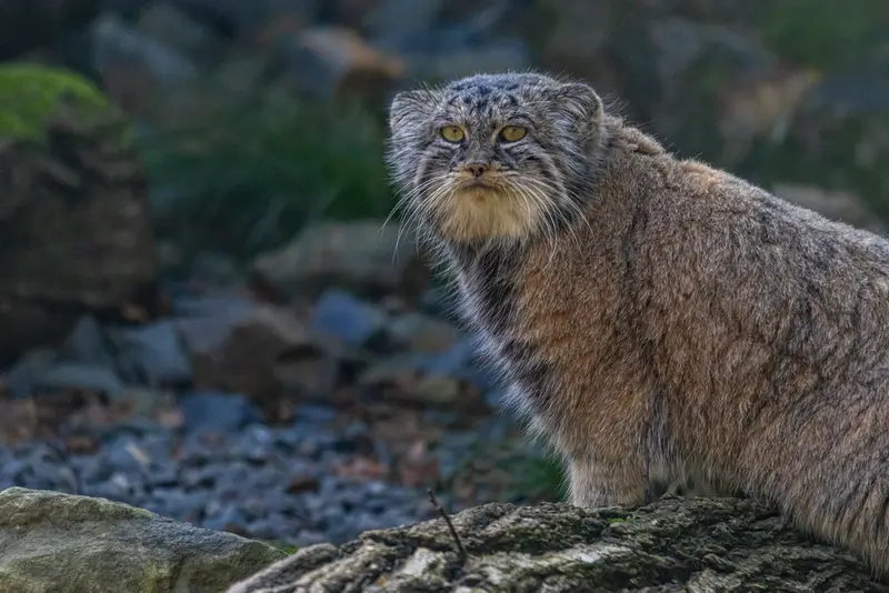 Фотография Мойры в Остравском Зоопарке