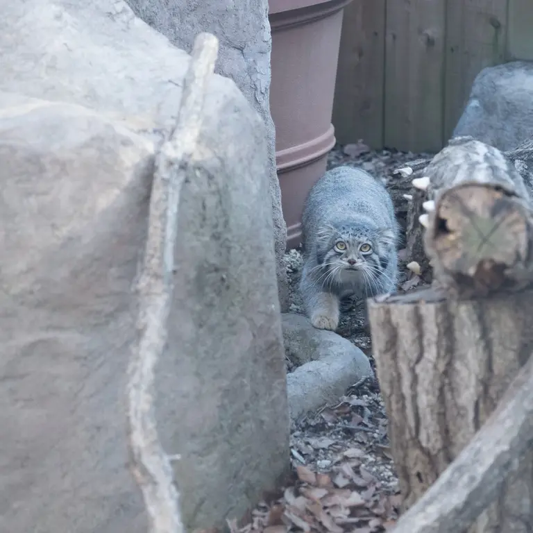 Фотография Ото в Детском зоопарке Сайтама