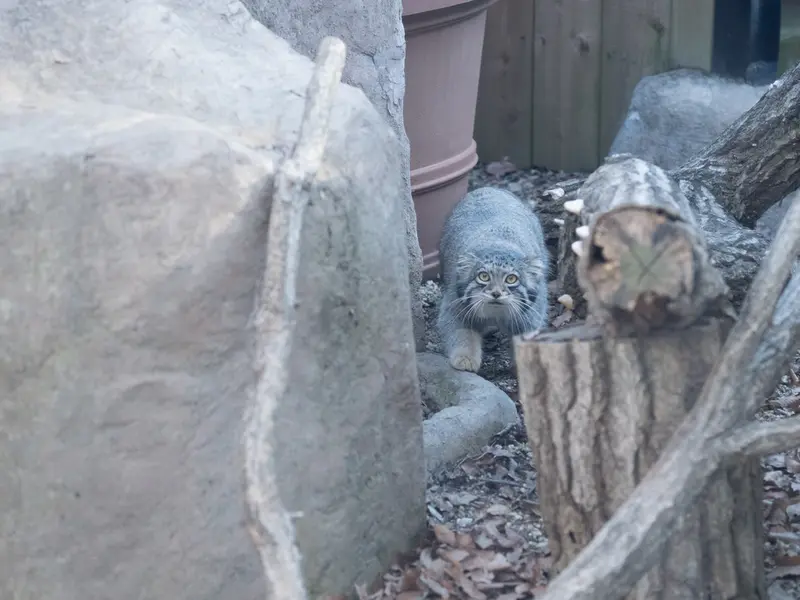 Фотография Ото в Детском зоопарке Сайтама