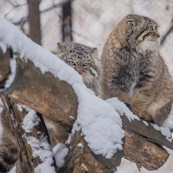 Фотография Сычика в Новосибирском Зоопарке