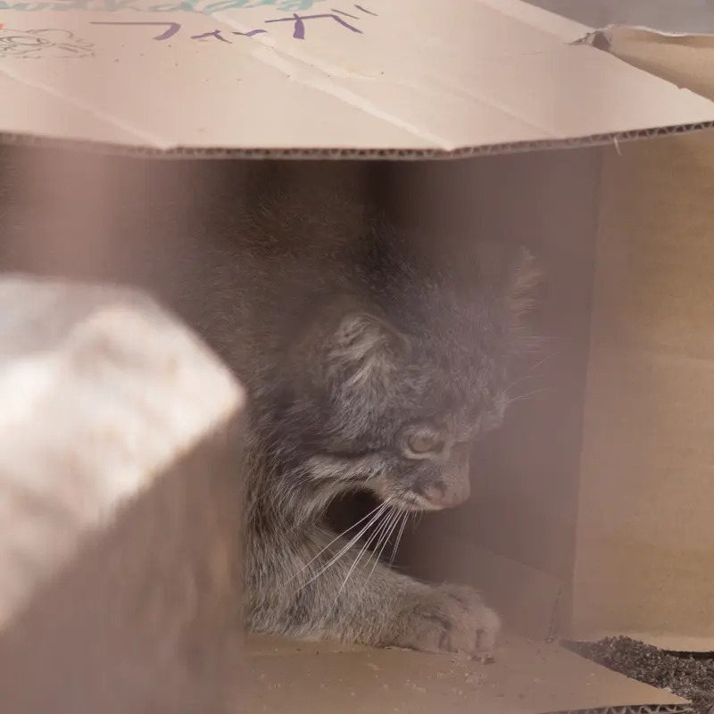 Фотография Фиги в Зоопарке Ногеяме