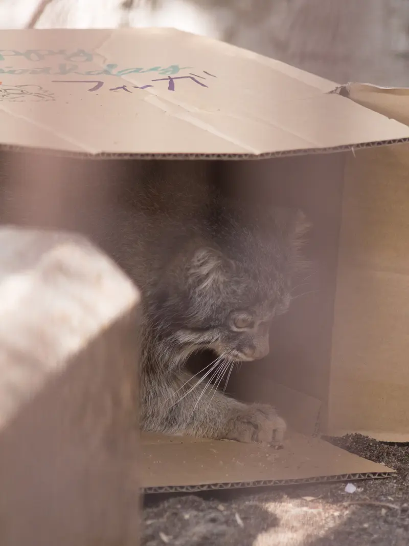 Фотография Фиги в Зоопарке Ногеяме