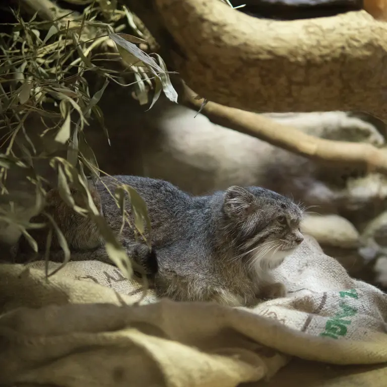 Фотография Клёна в Зоопарке Уено