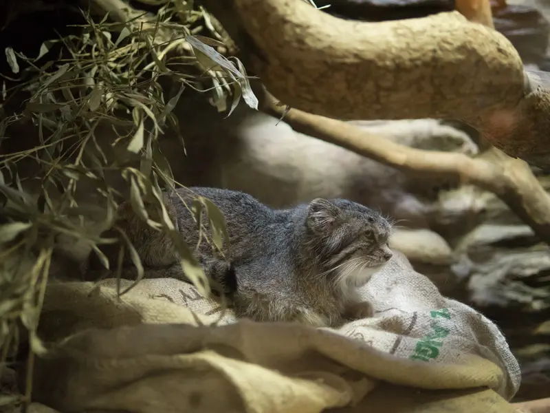 Фотография Клёна в Зоопарке Уено