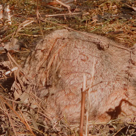 Фотография Олафа в Зоопарке Калгари / Институте Уайлдере