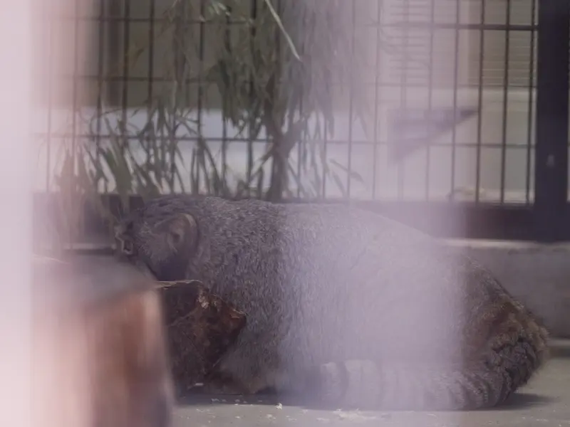 Фотография Фиги в Зоопарке Ногеяме