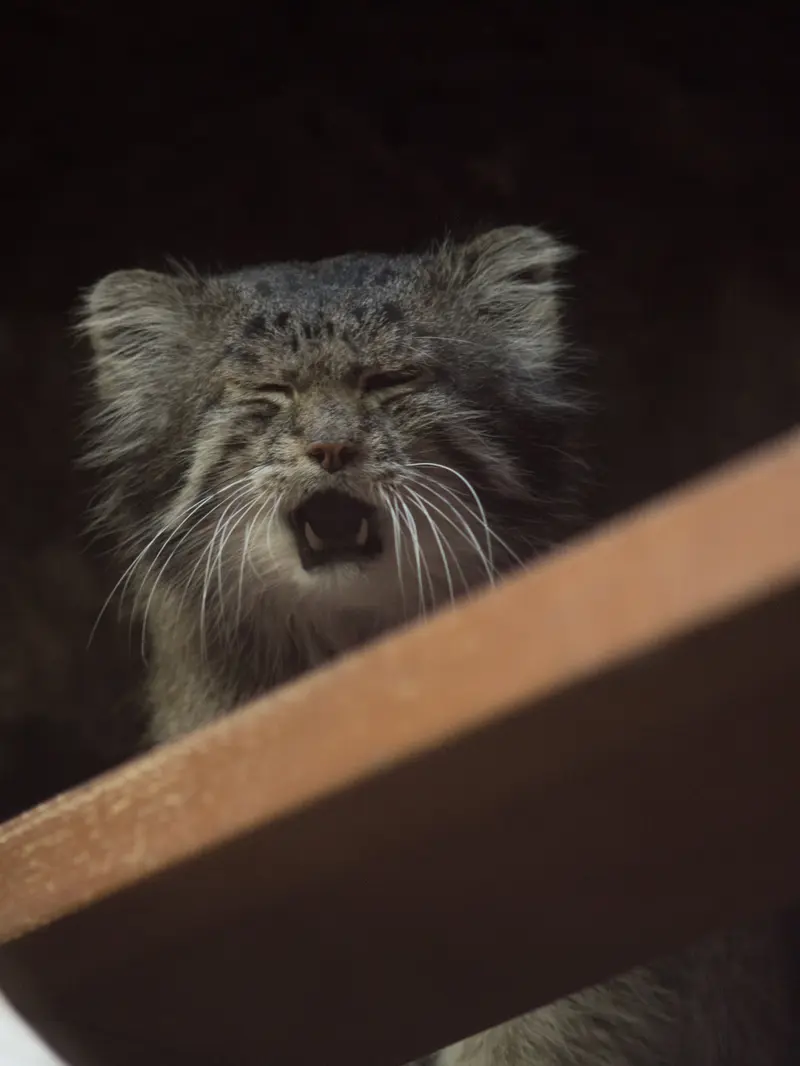 Фотография Клёна в Зоопарке Уено