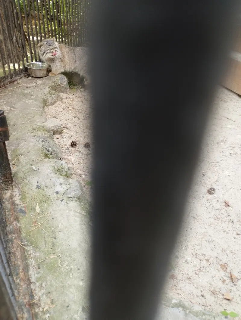 Фотография с манулом в Новосибирском Зоопарке