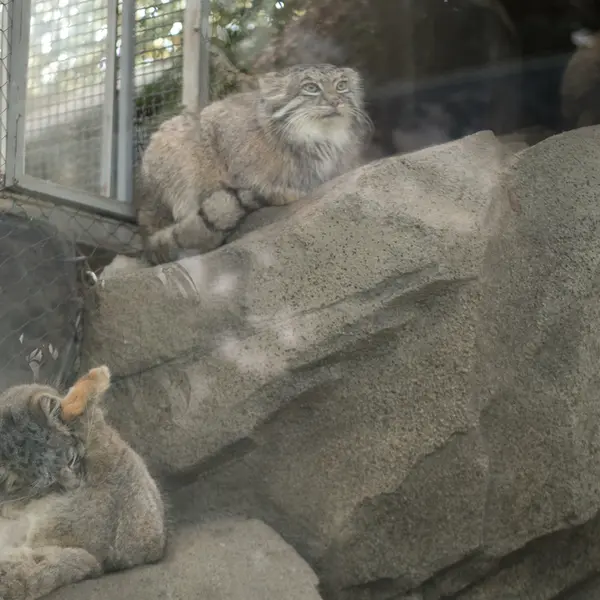 Фотография Аз в Царстве Животных Кобе