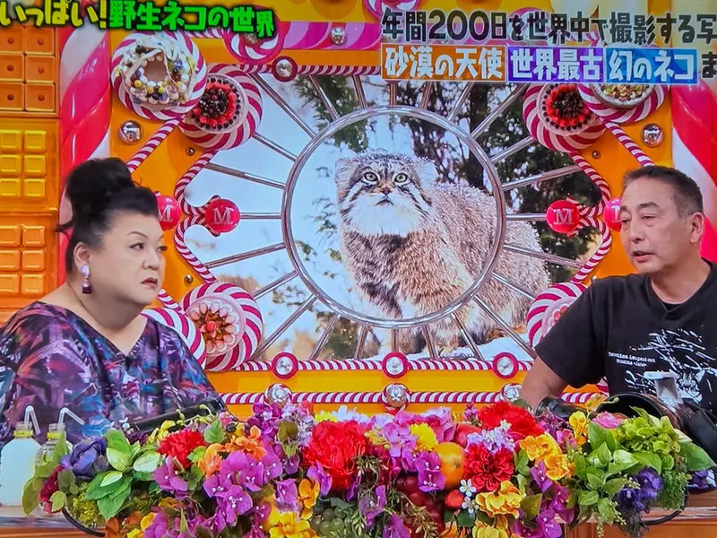 Фотография с манулом