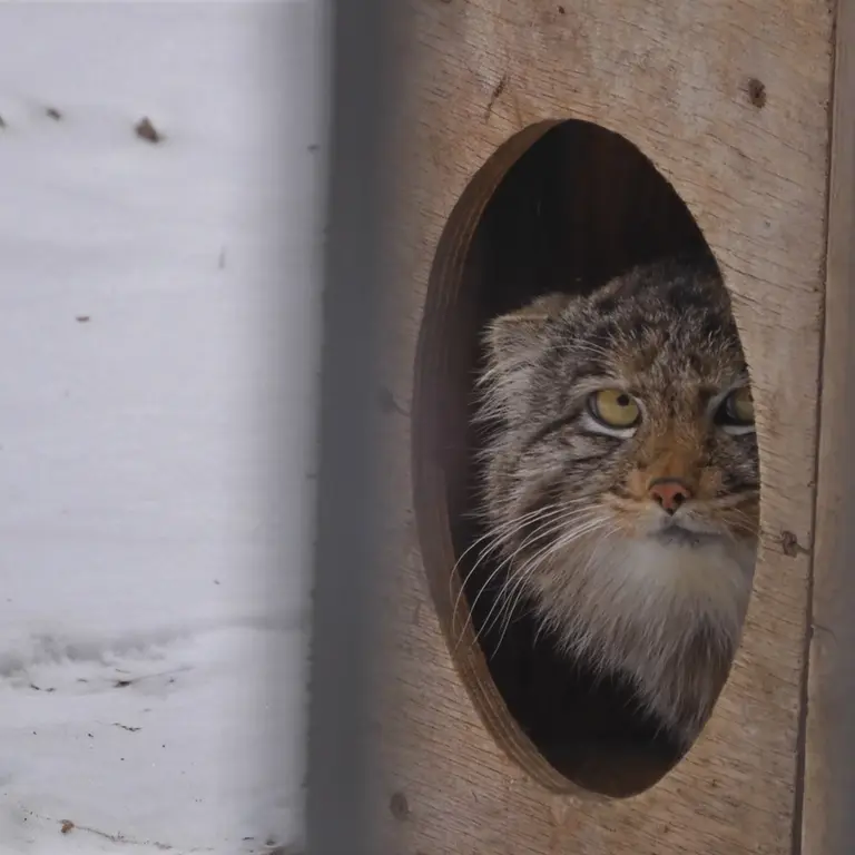 Фотография Серого в Новосибирском Зоопарке