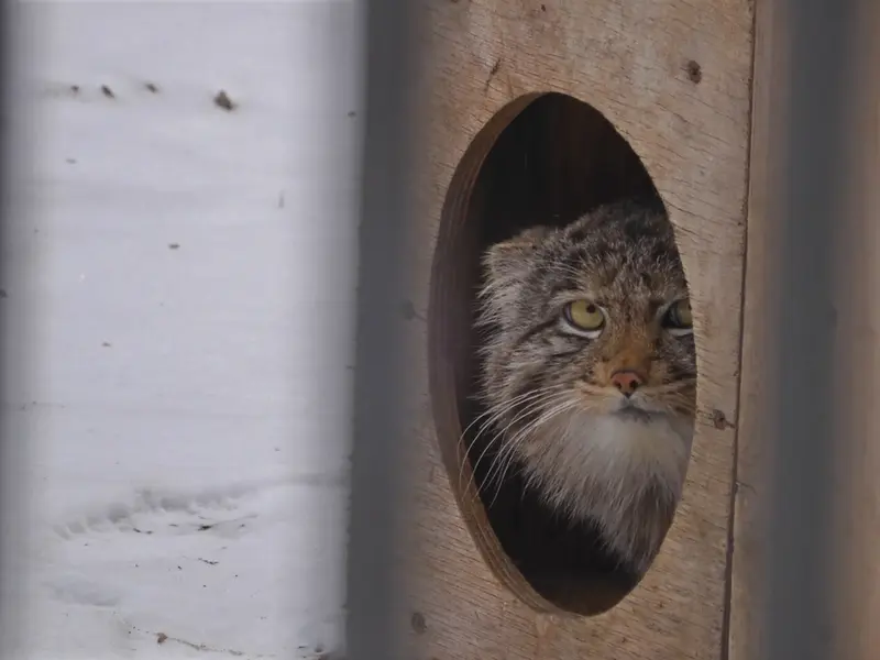 Фотография Серого в Новосибирском Зоопарке