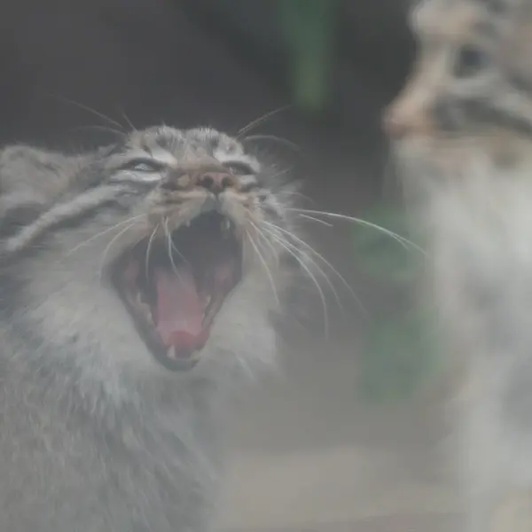 Фотография Аз в Царстве Животных Кобе