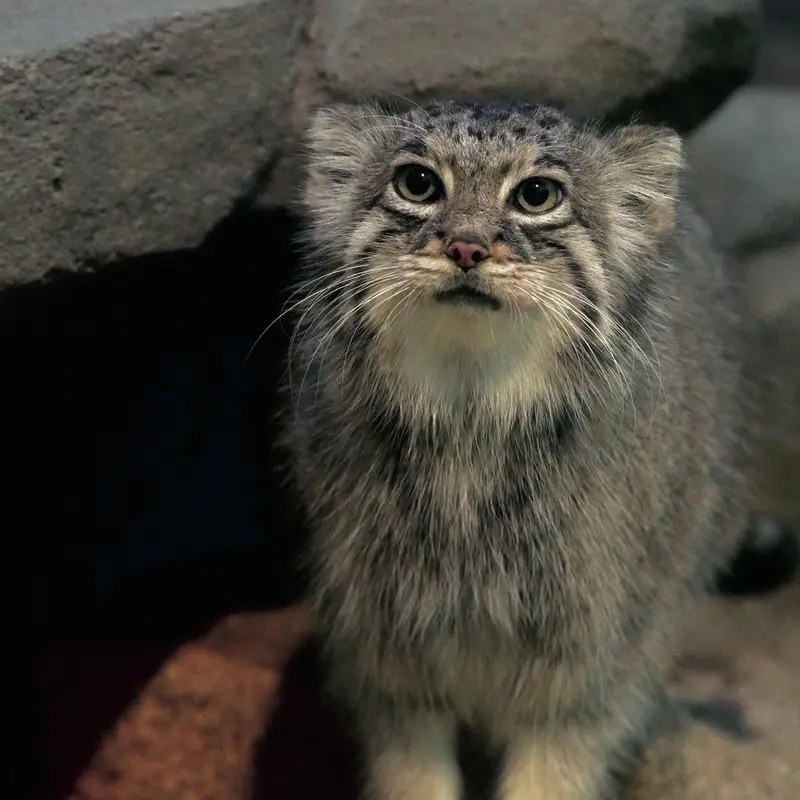 Фотография Аз в Царстве Животных Кобе