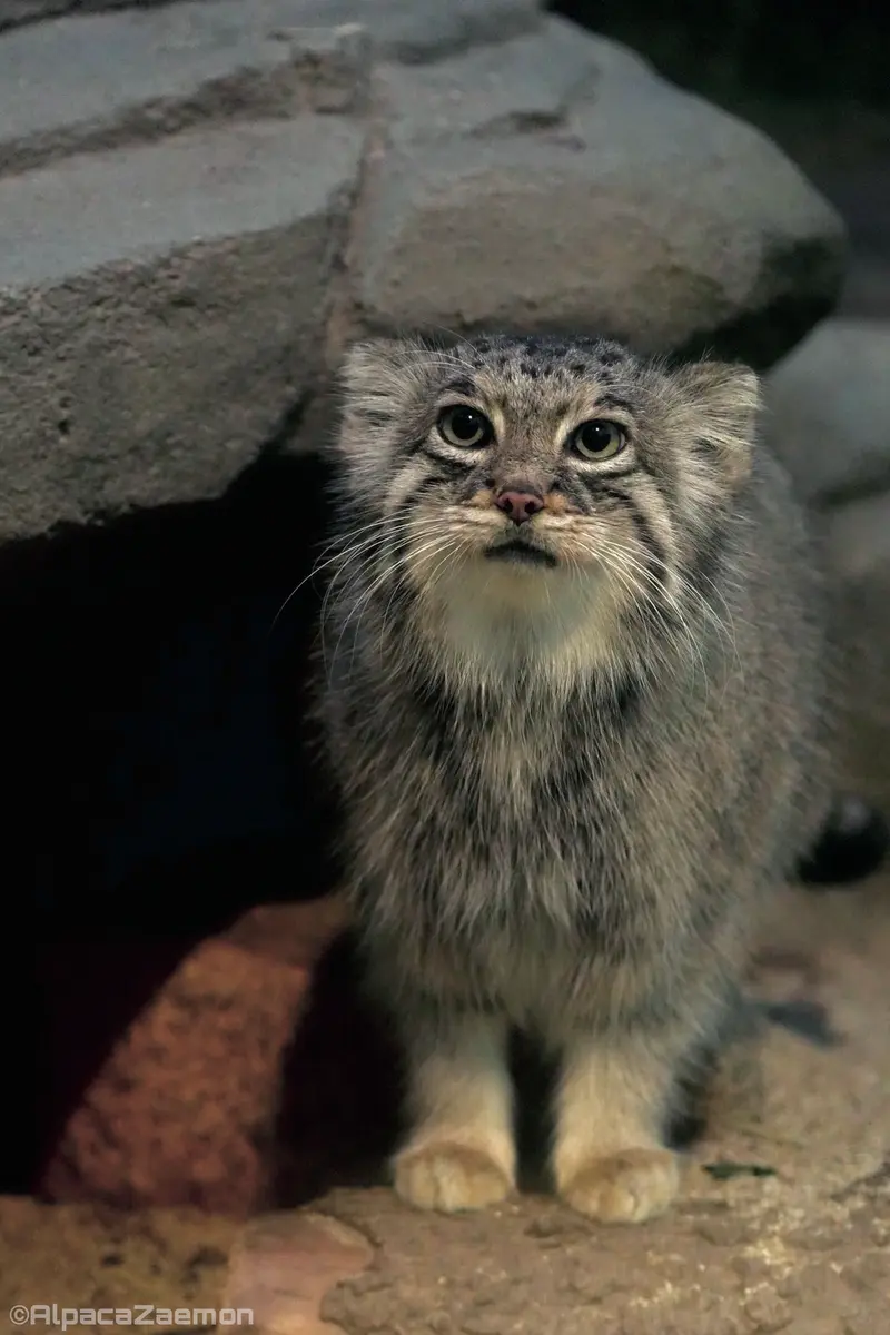 Фотография Аз в Царстве Животных Кобе