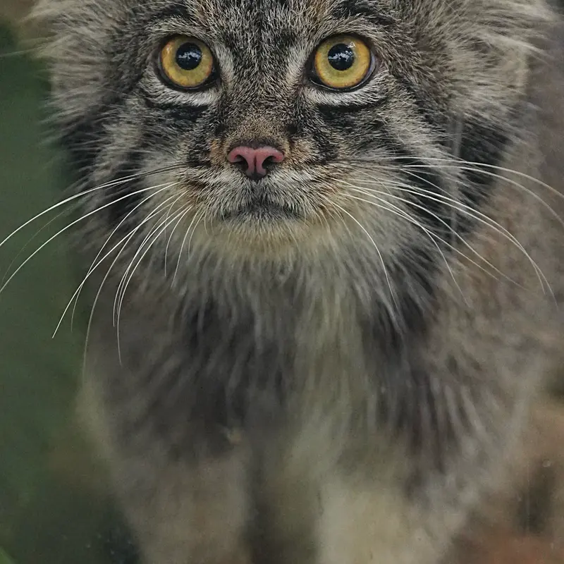 Фотография Нара в Царстве Животных Кобе