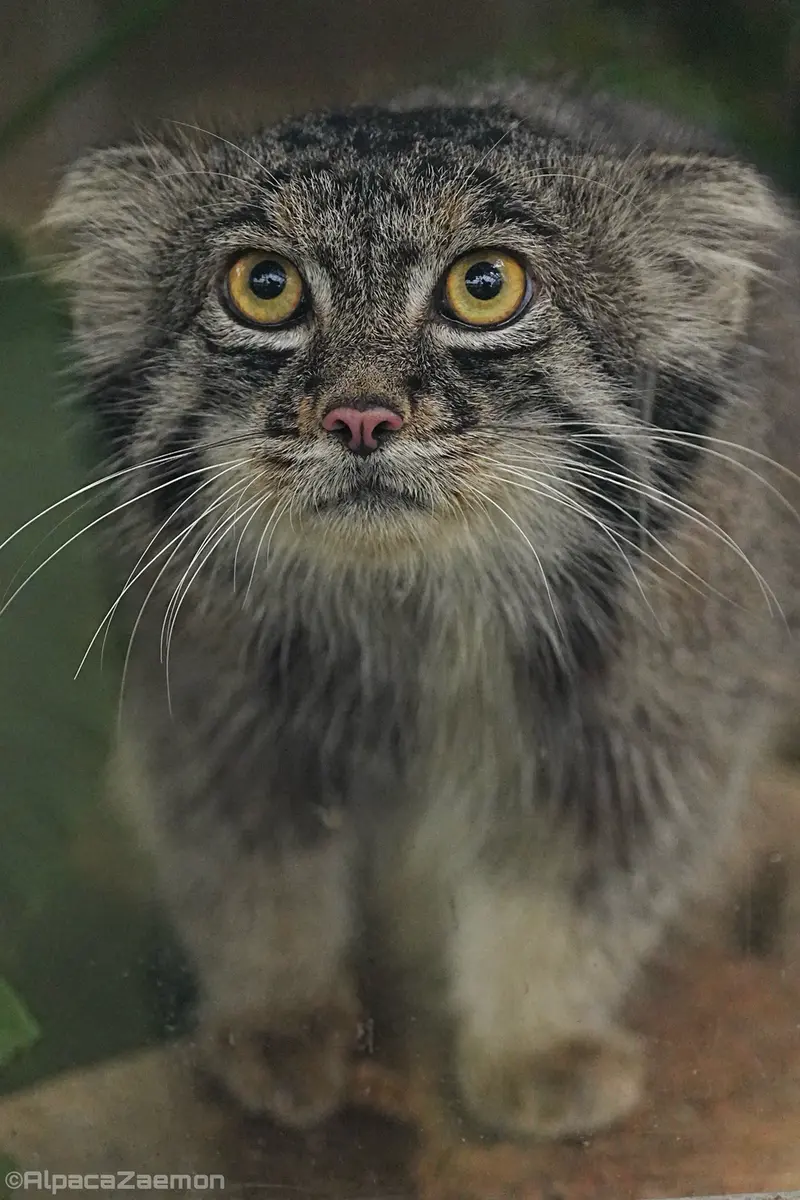 Фотография Нара в Царстве Животных Кобе