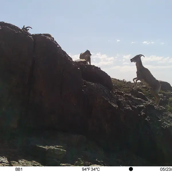 Фотография Аргали с фотоловушки Актас-Кункора