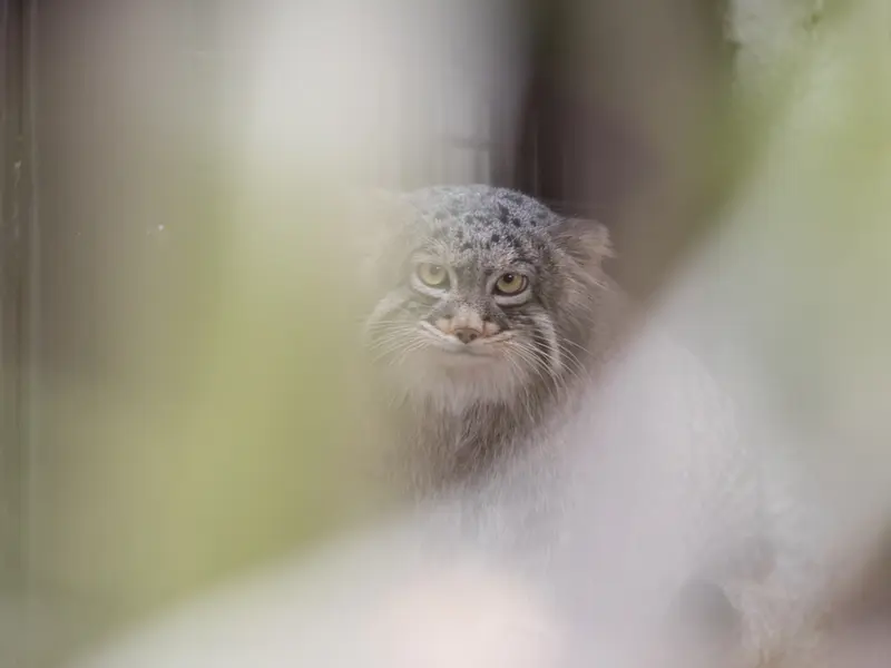 Фотография Фиги в Зоопарке Ногеяме