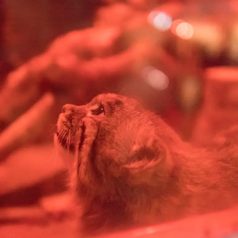 Фотография Найма в Зоопарке Уено