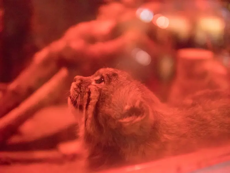 Фотография Найма в Зоопарке Уено