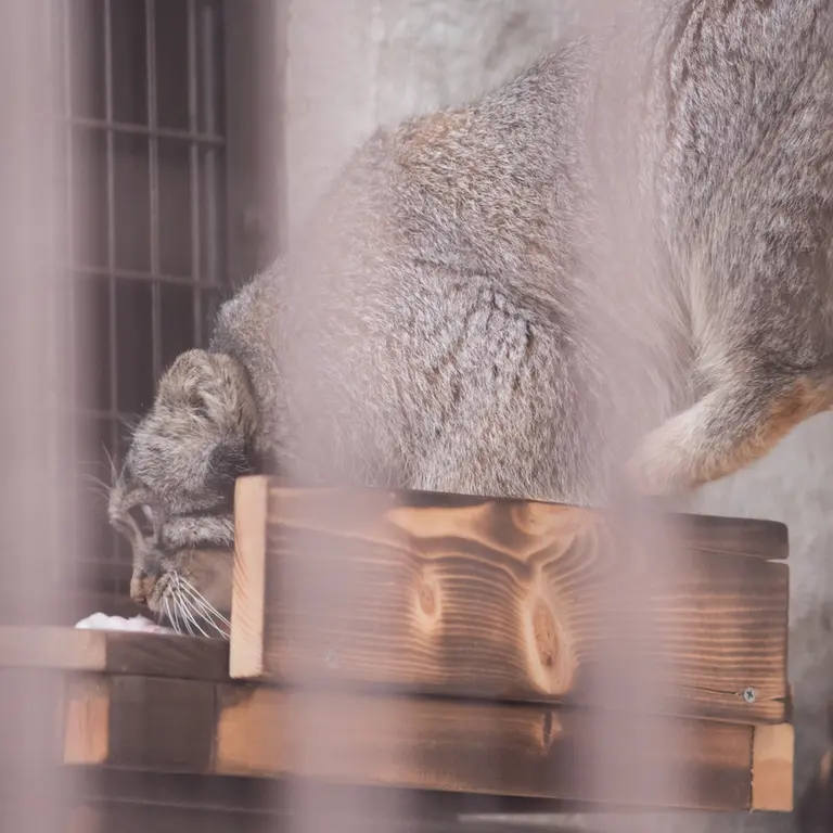 Фотография Фиги в Зоопарке Ногеяме