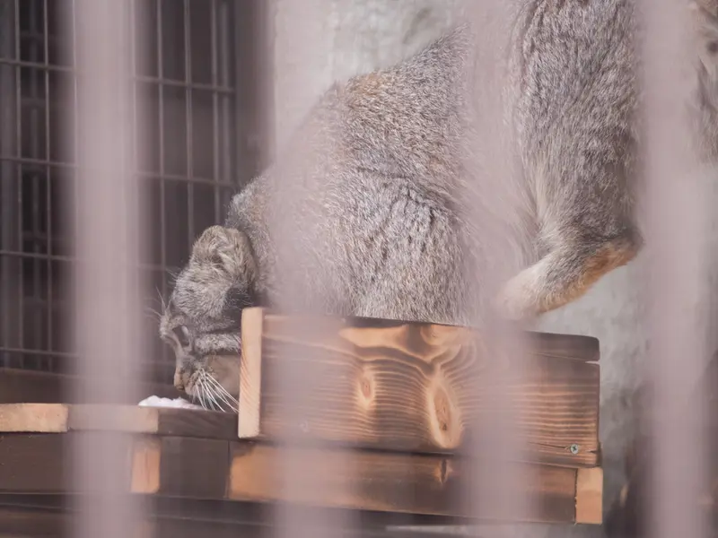 Фотография Фиги в Зоопарке Ногеяме