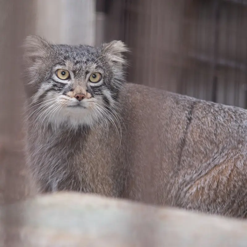 Фотография Фиги в Зоопарке Ногеяме