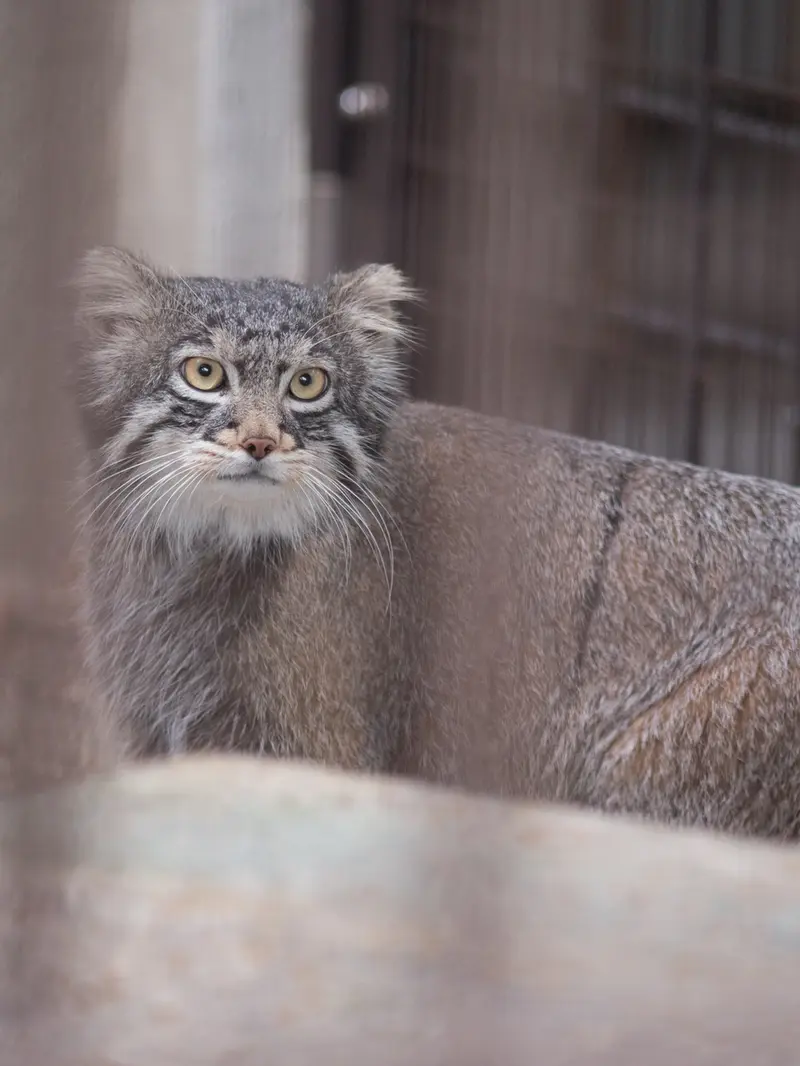 Фотография Фиги в Зоопарке Ногеяме