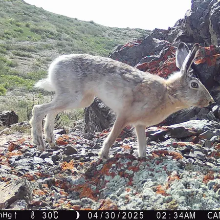 Фотография Заяц-Русака с фотоловушки Жиланды