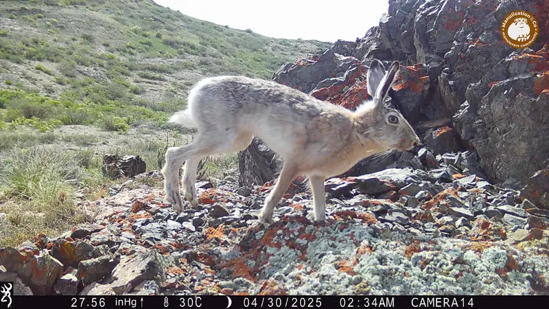 Фотография Заяц-Русака с фотоловушки Жиланды