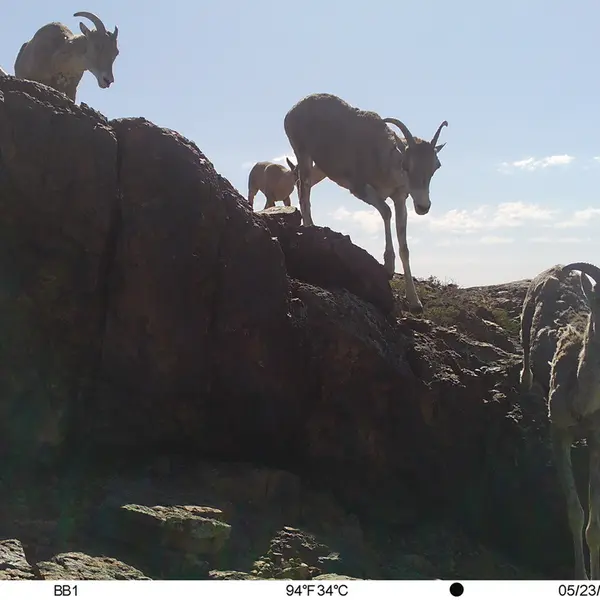 Фотография Аргали с фотоловушки Актас-Кункора