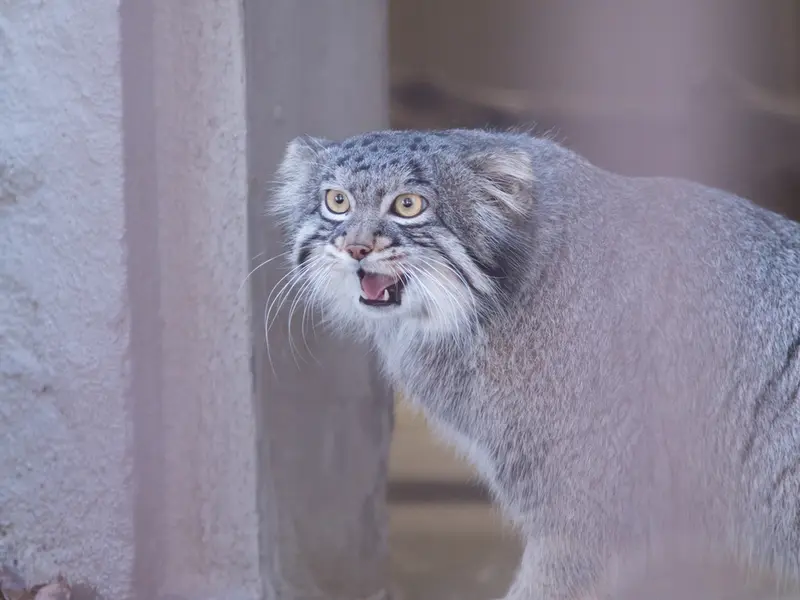 Фотография Фиги в Зоопарке Ногеяме