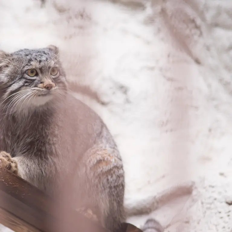 Фотография Фиги в Зоопарке Ногеяме