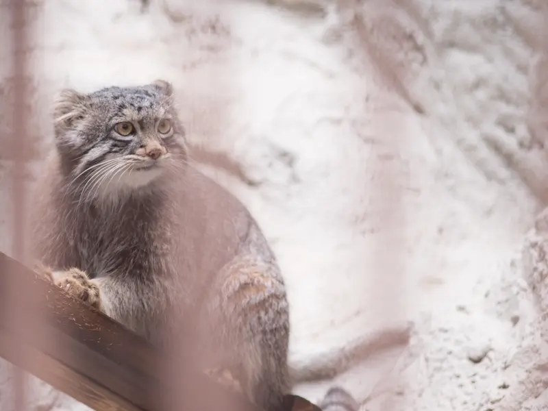 Фотография Фиги в Зоопарке Ногеяме