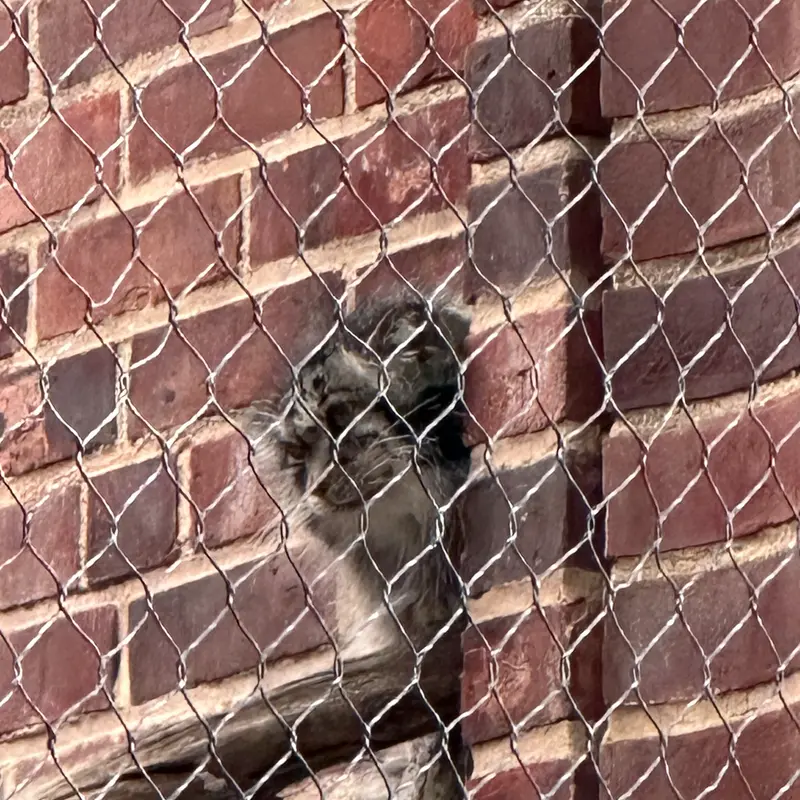 Фотография с манулом в Зоопарке Проспект-парка