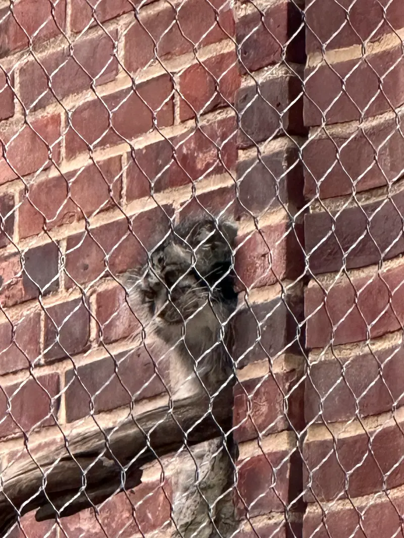 Фотография с манулом в Зоопарке Проспект-парка