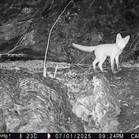 Фотография Рыжаи Лисица с фотоловушки Жунды 1