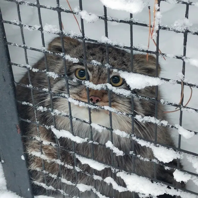 Фотография Серого в Новосибирском Зоопарке
