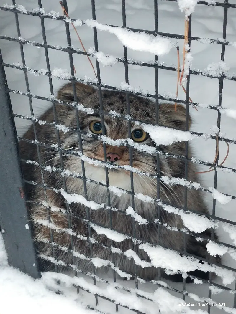 Фотография Серого в Новосибирском Зоопарке