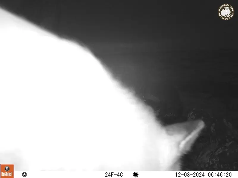 Фотография Рыжаи Лисица с фотоловушки Кошкар