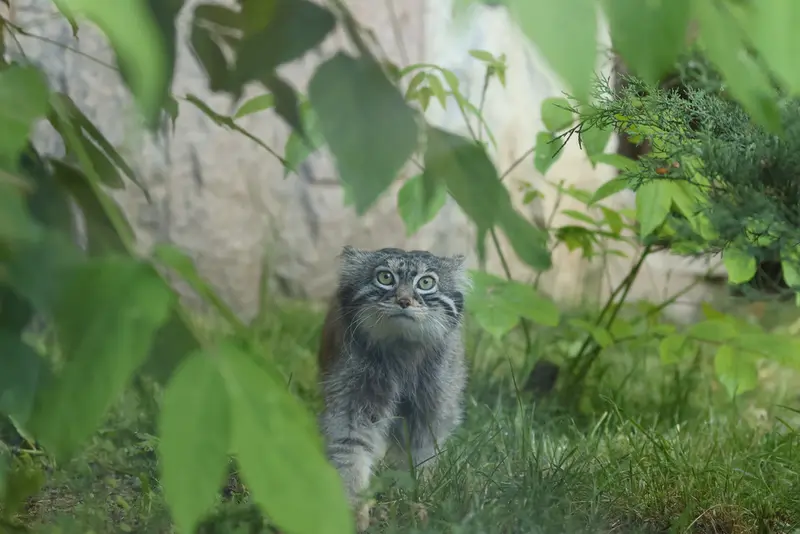 Фотография с манулом