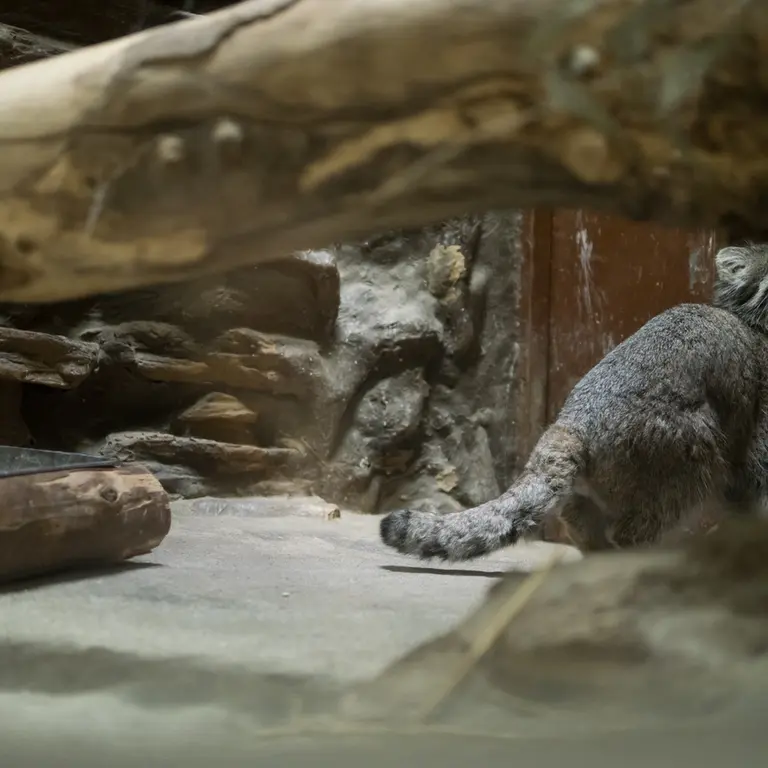 Фотография Клёна в Зоопарке Уено