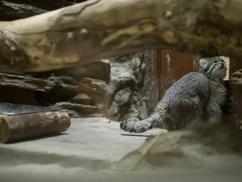 Фотография Клёна в Зоопарке Уено